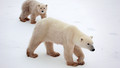 Green Wales: The Polar Bear Song