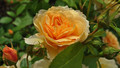 Beechgrove Potting Shed: Sun, 13 Dec 2009