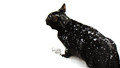 Book of the Week - Paw Tracks in the Moonlight: Episode 3