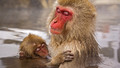 Life: 10. Primates