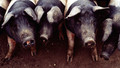 Farming Today: Thu, 31 Dec 2009