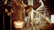 Cattle Market: Cattle Market