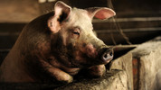 Legion of Swine: Legion of Swine