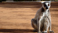 Inside Life: 10. Madagascar Lemurs