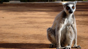 Inside Life: 10. Madagascar Lemurs