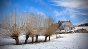 The Willows in Winter: Episode 5