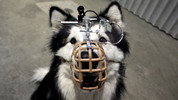 Horizon: 8. The Secret Life of the Dog