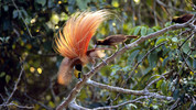 Natural World: 8. Birds of Paradise