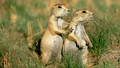 Little Prairie Dogs: 5. Dusting and Cleaning