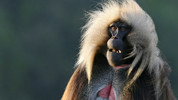 Great Rift: Africa's wild heart: 3. Grass
