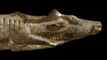 A History of the World in 100 Objects Omnibus: Making Us Human