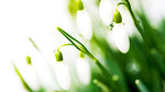 Snowdrop Mania