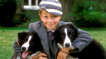 Just William: William and the School Report