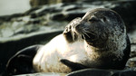 The Living World: Harbour Seals