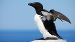 A Guide to Coastal Birds: Sea Cliffs