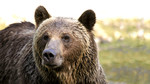 Natural World: 2010-2011: The Last Grizzly of Paradise Valley
