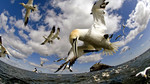Earthflight: Europe
