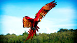 Earthflight: South America