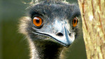 Survivors: Nature's Indestructible Creatures: Fugitive from the Fire