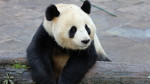 Wild about Pandas