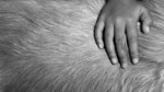 Rosemary Sutcliff - Brother Dusty Feet: Episode 1