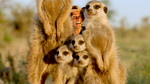 Andy's Wild Adventures: Meerkats