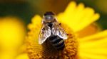 Bees, Butterflies and Blooms: Cities