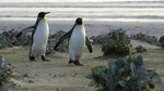 Pioneers and Penguins: Life in the Falklands: Episode 2