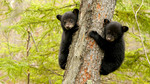 Planet Earth Live: Episode 5